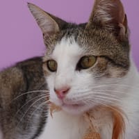 Duendecillo, chat à adopter