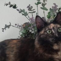 Sabrina, chatte à adopter