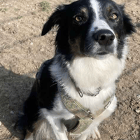 Daisy, female dog to adopt