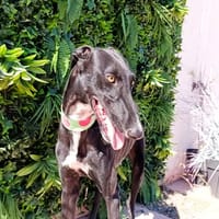 ASTRO, chien à adopter