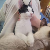 Asrael, chat à adopter