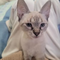Bianca, chatte à adopter