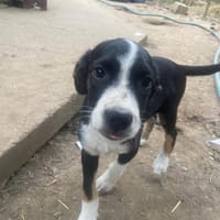 Mayo, chien à adopter