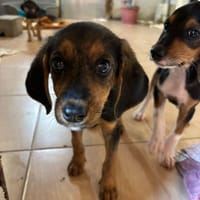 alicia, chienne à adopter