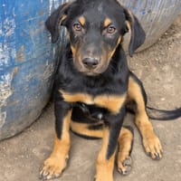 Akoa, chien à adopter