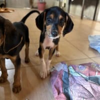 loui, chien à adopter