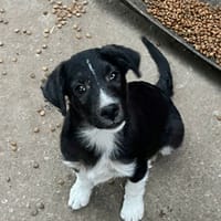 Toro, chien à adopter