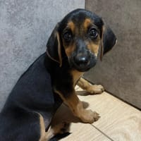 saga, chienne à adopter