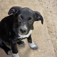Scratch, chien à adopter