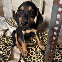 lalo, chien à adopter