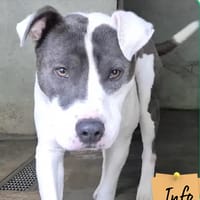 Artus, chien à adopter