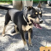 Mack, chien à adopter