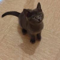 Joyeux, chat à adopter
