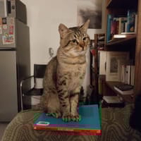 Louis, chat à adopter