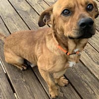 abricot, chien à adopter