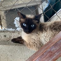 Marilyn, chatte à adopter