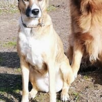 Vermittlungshilfe für Caesy, Hündin zur Adoption