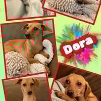 Dora- auf PS in 90530 Wendelstein, Hündin zur Adoption