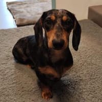 Herr Wackel sucht sein Für-immer-Zuhause, Hund zur Adoption
