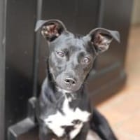Kleine Hündin SLUKI sucht ihr Zuhause!, Hündin zur Adoption