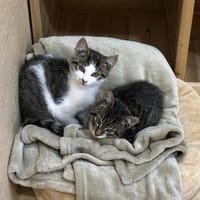 Ninja und Mio suchen IHR Traumzuhause..., Kater zur Adoption