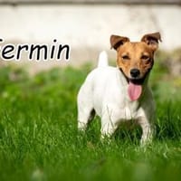 Fermin hat großes vor💖, Hund zur Adoption