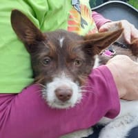 Ariola- auf PS in 91286 Obertrubach, Hündin zur Adoption