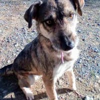 Fritzi-Vermittlungshilfe, Hündin zur Adoption