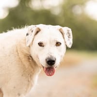 Spicy, Hündin zur Adoption