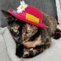 Penny, liebe tabbyfarbene Katze s. Zuhau, Katze zur Adoption