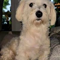 Havel baut schnell eine Bindung auf, Hund zur Adoption