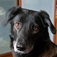 Traumhündin Zora sucht IHR Zuhause!!!, Hündin zur Adoption