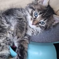 Mr. Charming Alfredo im Rheingau, Kater zur Adoption