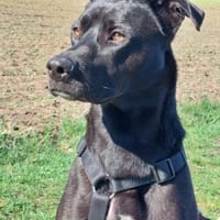 Noor wartet auf ihre 2. Chance, Hündin zur Adoption