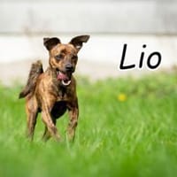 Lio sucht Erfolge mit Ihnen🎉❤, Hund zur Adoption