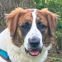 PATCH - sanftes Riesenbaby, Hund zur Adoption