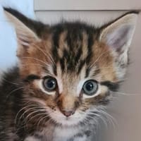 BLONDIE, Katze zur Adoption