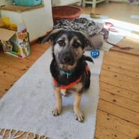 San - Kleiner Sonnenschein ☀, Hündin zur Adoption