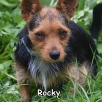 ROCKY, Hund zur Adoption
