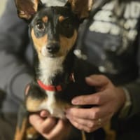 Fiete - süßer, kleiner Wirbelwind, Hund zur Adoption