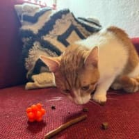 Porto, lieber Kater sucht Familie, Kater zur Adoption
