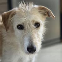 Lerne Vela in 50169 Kerpen kennen, Hündin zur Adoption