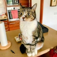 Hübscher älterer Kater Little Un, Kater zur Adoption