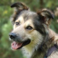 JOVI - treu&sensibel, Hund zur Adoption