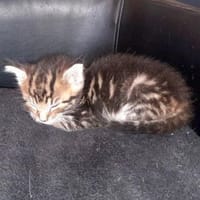 BROWNIE, Kater zur Adoption