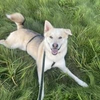 Jack ist in Deutschland, Hund zur Adoption