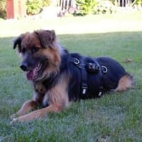 Schäferhundmix Paddington, Hund zur Adoption