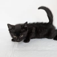 Ozzy, kot do adopcji