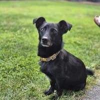 Fifi, wunderbarer Hundemann, 7J 49326, Hund zur Adoption