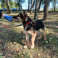 Rico, pies do adopcji